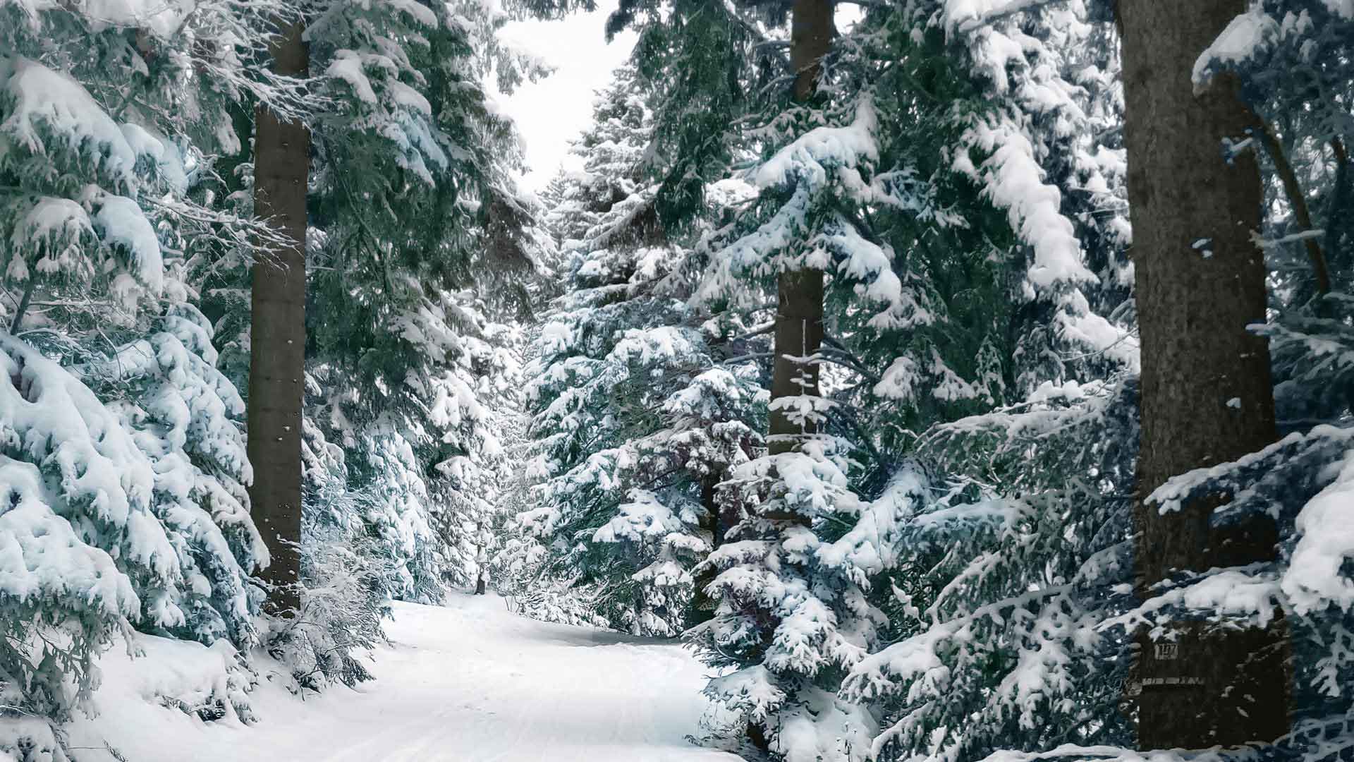 Snowy forest near Mr C&rsquo;s place!